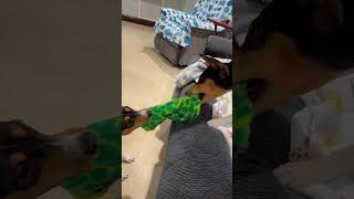 Basenji Dogs tug of war! #barkless #dog #basenji