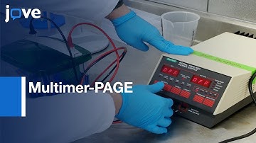 Multimer-PAGE for Capturing and Resolving Protein Complexes | Protocol Preview