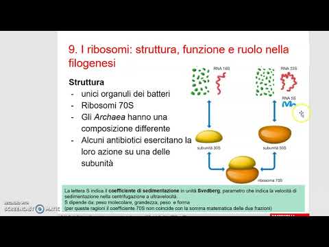 I ribosomi, inclusioni citoplasmatiche,caratteristiche e funzioni delle spore batteriche 1