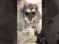 少しだけお留守番をお願いしたら…【シュナウザー】