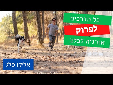 איך לפרוק לכלב אנרגיה ואיך להרגיע כלב היפראקטיבי - אליקו פלג, כלבן.