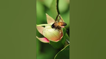 Bee on a mangrove apple #insect #wildlife #Sonneratia