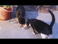 Cats Love Quail, So Much Wind, Hydrox And Ditto Are Friends - S3 E31