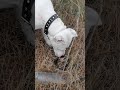 DOGO ARGENTINO.Зевс&змея