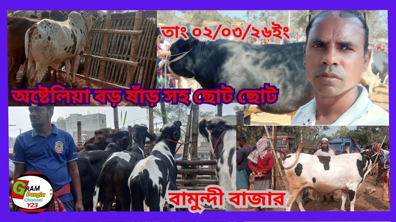 কোরবানী  উপযোগী সহ সব ধরনের গরু বিখ্যাত বামুন্দী  গরুর হাট বাজার গাংনী।#cowpricein bangladesh# ২৬ইং