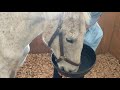 Will to live: Horse starting recovery from near starvation