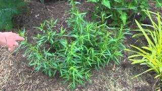 Betty's Herb Garden Update--June, 2013