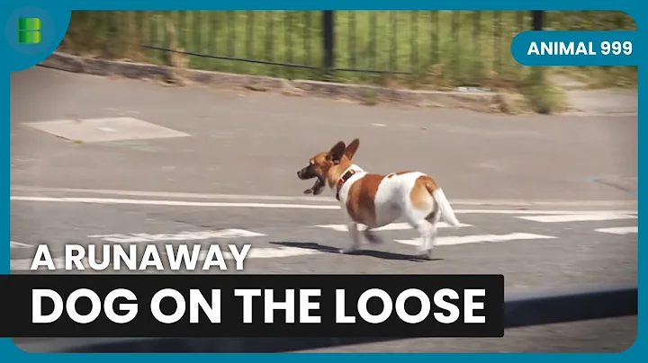 Video 10732851: rescue bengal