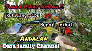 Suara Pikat Kutilang Ribut vs Burcil Ribut Andalan Dara Family Channel