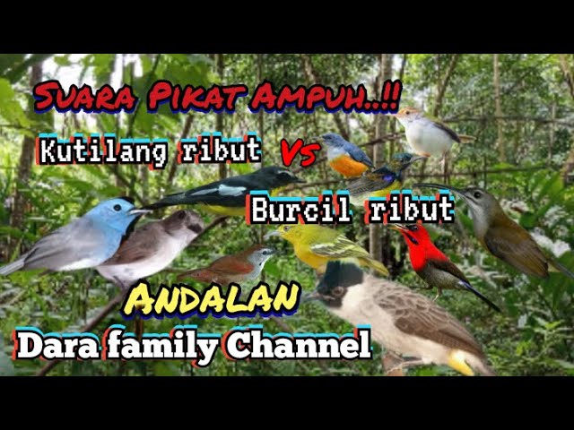 Suara Pikat Kutilang Ribut vs Burcil Ribut Andalan Dara Family Channel class=