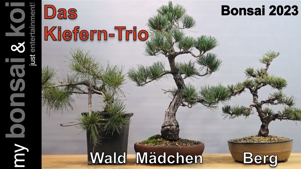 Bonsai 2023-2 - Kiefer - Pinus - Wald, Berg und Mädchen - Das Kiefern Trio