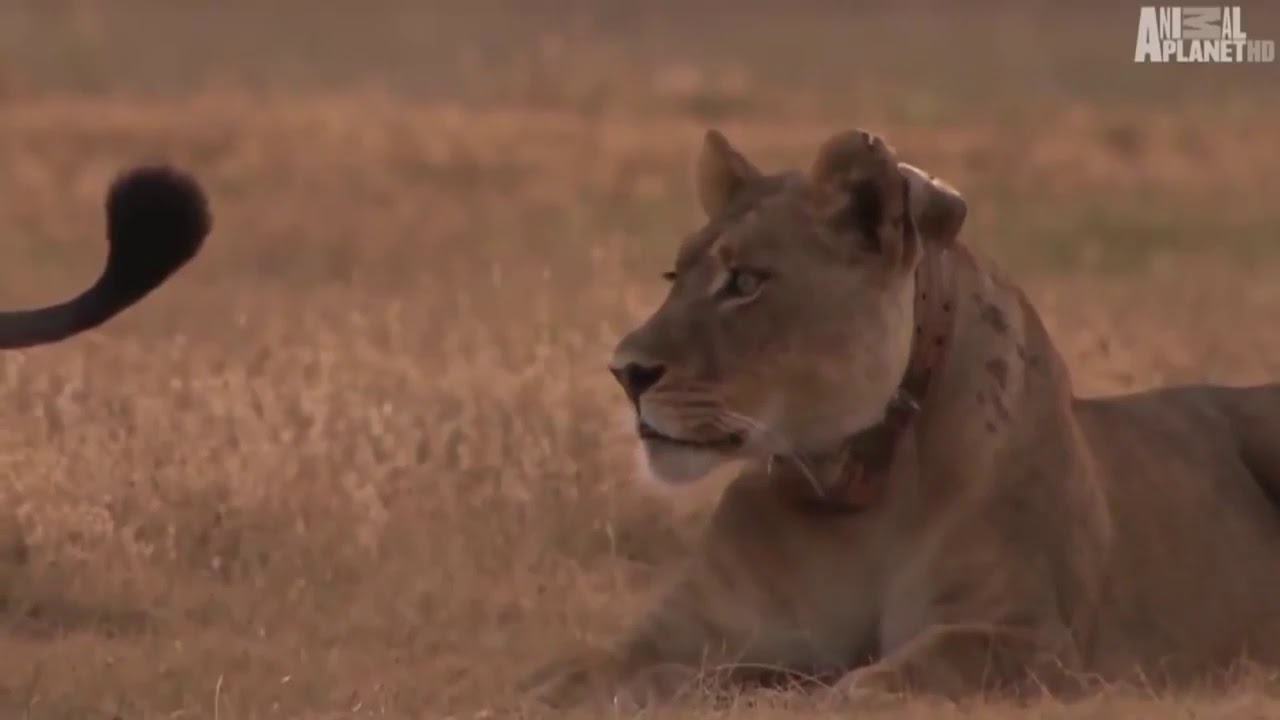 Wild Discovery Channel Animals Male Lion Hunt Buffalo Real Fight Animal Planet Documentary Https Youtu Be 2nlkpldhn9y Animal Planet Male Lion Animals