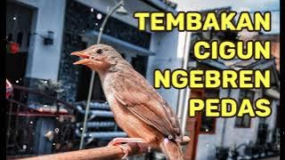 Masteran ciblek gunung mewah 1 jam full ngebren tanpa jeda tanpa iklan