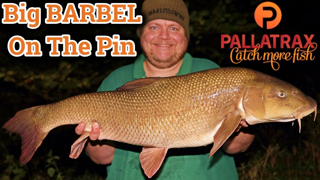 Barbel Fishing Big BARBEL on the pin! (Video 153) YouTube