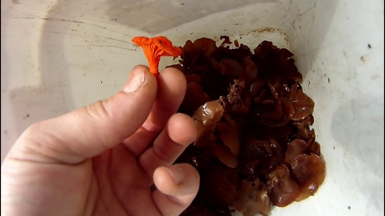 Foraging Jew's Ears and Chanterelles in NE OK