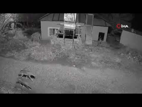 Aynı Gece Ayı, Kurt ve Tilki Kameraya Yakalandı