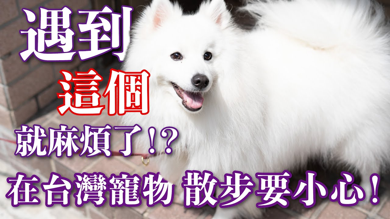 【日常雜談】原來在台灣養毛小孩與日本有這些差別?!feat.特別來賓—喜柔安、Maro、栗子 縮圖