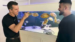 COMO UM AQUÁRIO DE PEIXES CARNÍVOROS PODE AJUDAR NO TRATAMENTO DOENÇAS