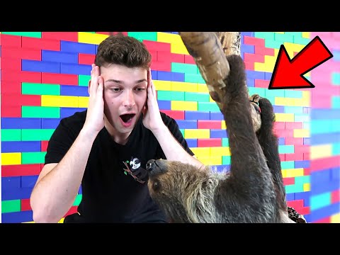 meeting-my-sloth-in-real-life..