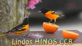 HINOS CCB 2021 🌼 CONGREGAÇÃO CRISTÃ NO BRASIL 🌼 HINOS CCB PARA LOUVOR DEUS