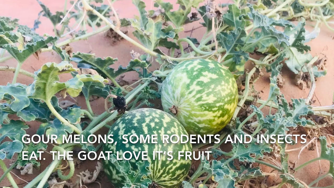 Attractive Flowers, Fruits and Plants in the Desert of the United Arab Emirates