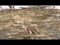 Squacco Heron البلشون الذهبي Squacco Heron البلشون الذهبي