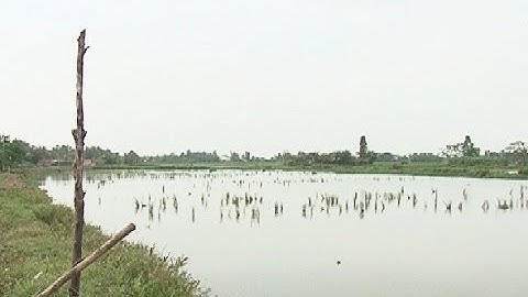 Đất nông nghiệp bỏ hoang do bị nhiễm mặn