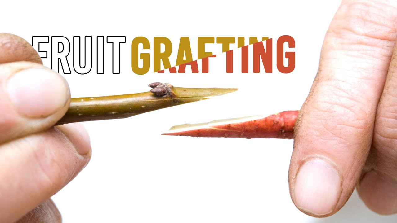 Fruit Grafting and 2023 Grafting YouTube