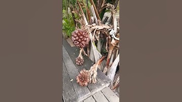 #fruit boquet #nipa palm #sidetrip tour #patpat amphawa #asmr #nypa fruticans #short videos