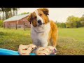 A Dog’s Journey | Bailey Plays in the Pool | Film Clip