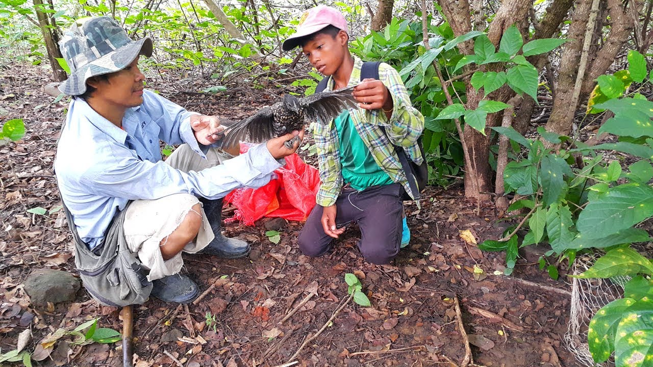 The Best Birds Trap In Cambodia || Wild Chicken Trap || The Best Bird Trap (Chicken)
