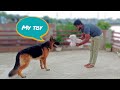 German shepherd dog Buzo today have fun | Funny dog video ||