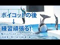 ボイコットの後は、練習頑張る！【2020年7月17日15:00終了後　鴨川シーワールド　シャチパフォーマンス】Killer whale performance, Kamogawa Sea Wor