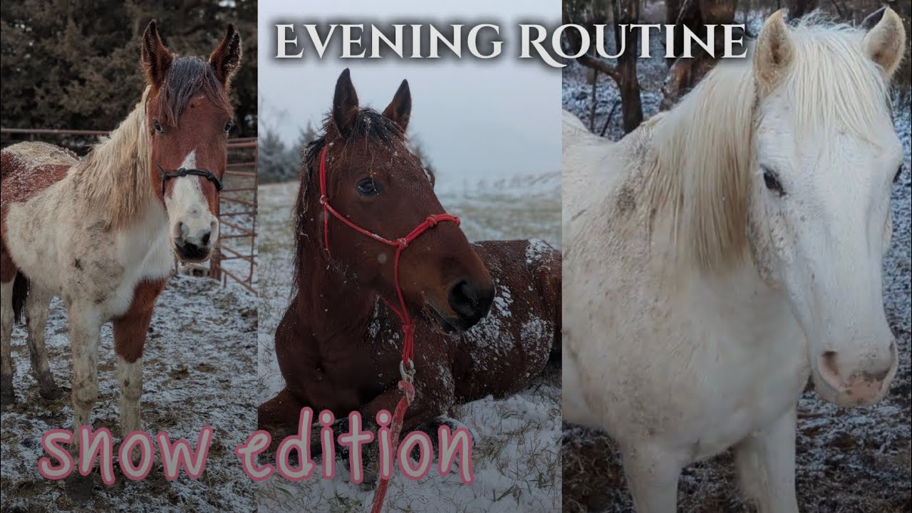 Evening routine with the horses! • Snow edition ❄️