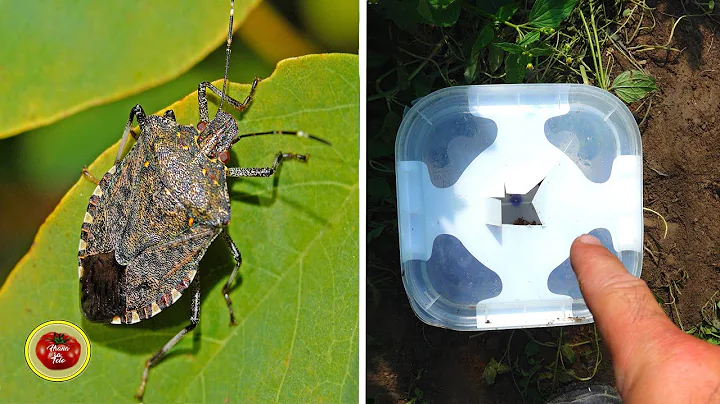 React now ! Get rid of Stink bugs before they eat ...