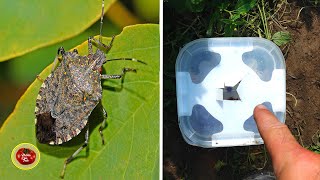React now ! Get rid of Stink bugs before they eat everything in the Garden !
