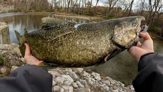 King Salmon caught in the Chagrin River (NE Ohio) while steelhead fishing.