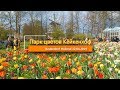 Парк цветов Кёйкенхоф Голландия Нидерланды Holland Keukenhof garden 12.04.2019