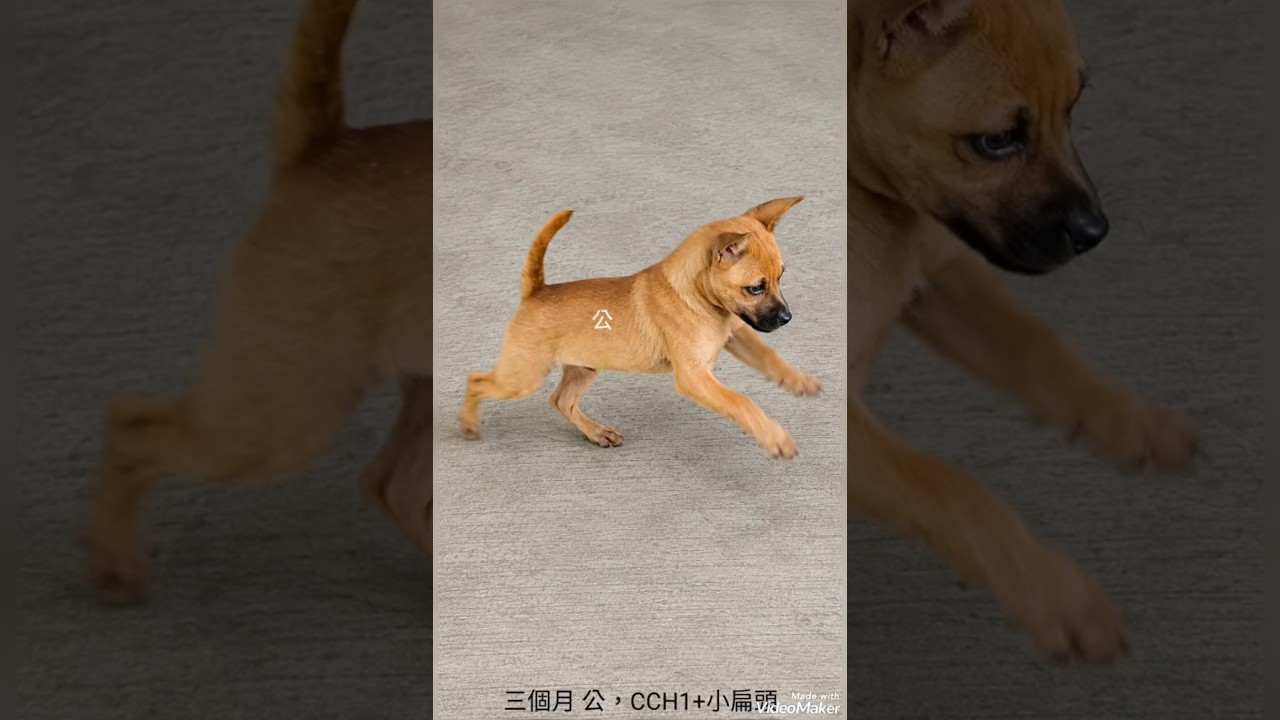 台灣犬,幼犬 縮圖