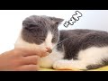 Waking Up Sleepy Cat With Treats Compilation