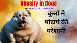 Obesity in dogs । Homeopathic medicine । कुत्तों मे मोटापे की परेशानी । होमियोपैथी मेडिसिन। by Durabull kennel 83 views 3 months ago 4 minutes, 48 seconds