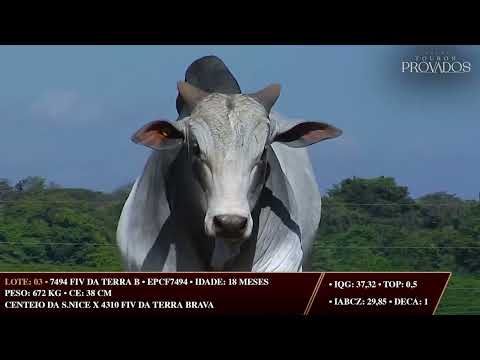 LOTE 03   EPCF 7494