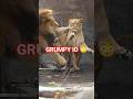 朝の登場から機嫌の悪いイオ😳🦁不機嫌なイオに家族もビックリ#shorts