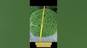 Cúc mâm xôi giá sỉ 2023