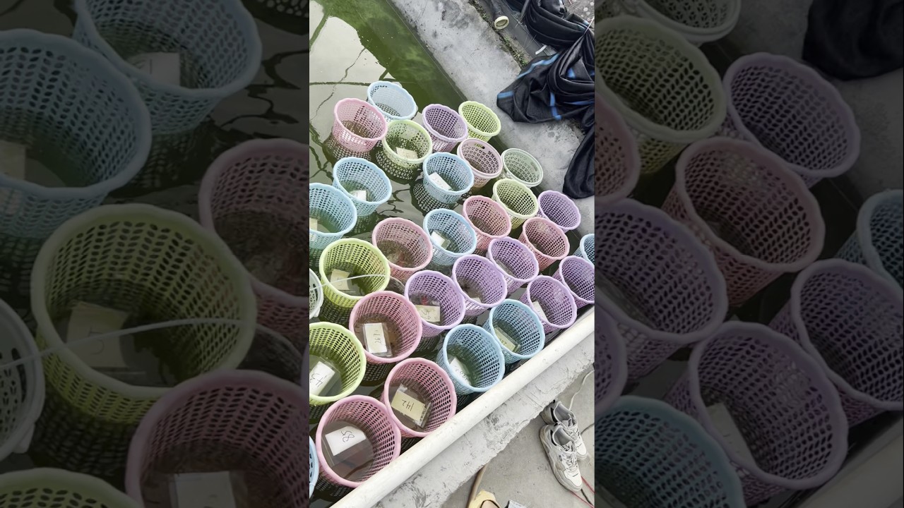 Goldfish Market Live: How Farmers in China Sell Fish Online 🎥🐟 👀