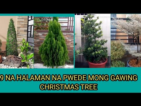 Video: Pag-aalaga ng Old Christmas Cactus - Ano ang Gagawin Kapag Nagiging Woody ang Christmas Cactus