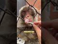 Обезьяны поняли, как управлять людьми 😳🐒