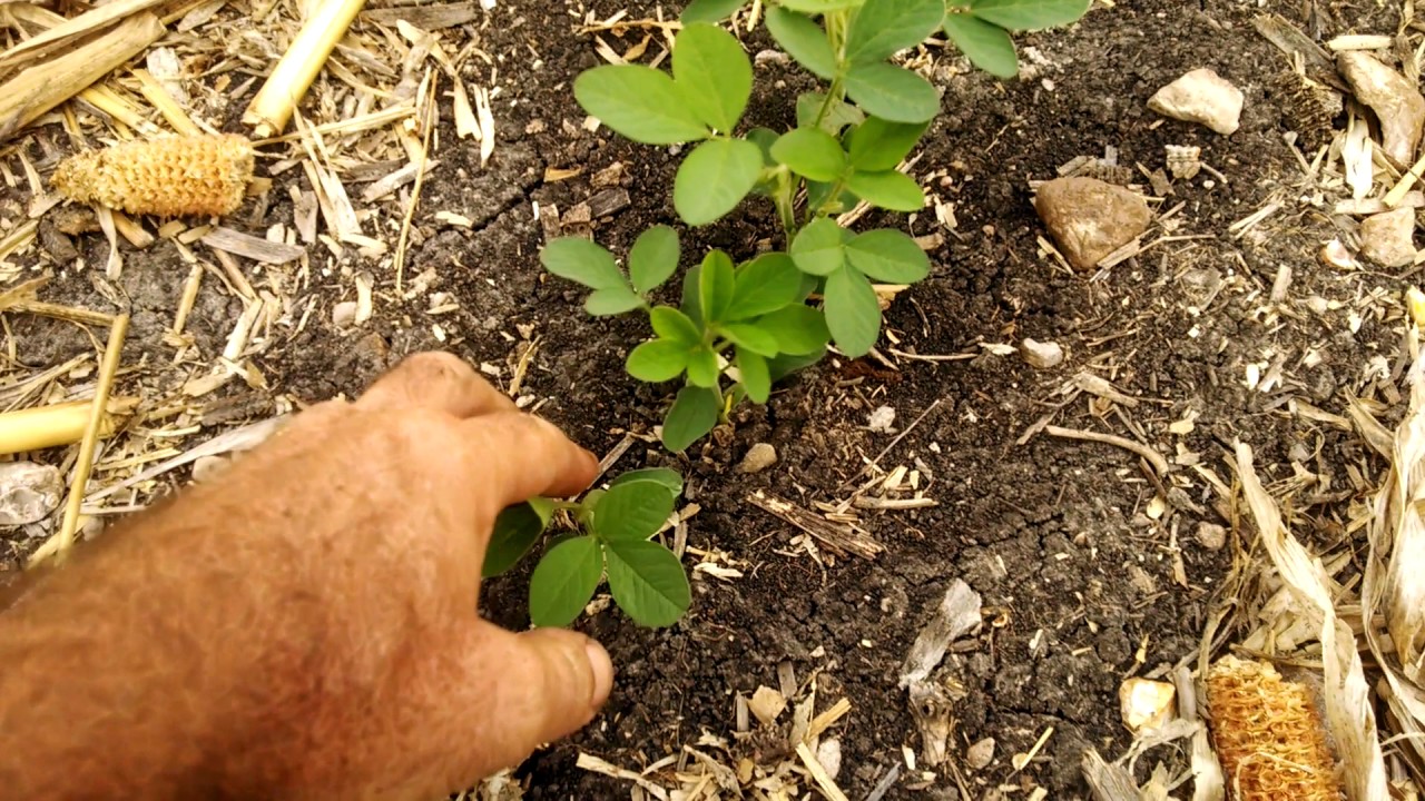 Double crop soybeans after corn - 3 week after planting
