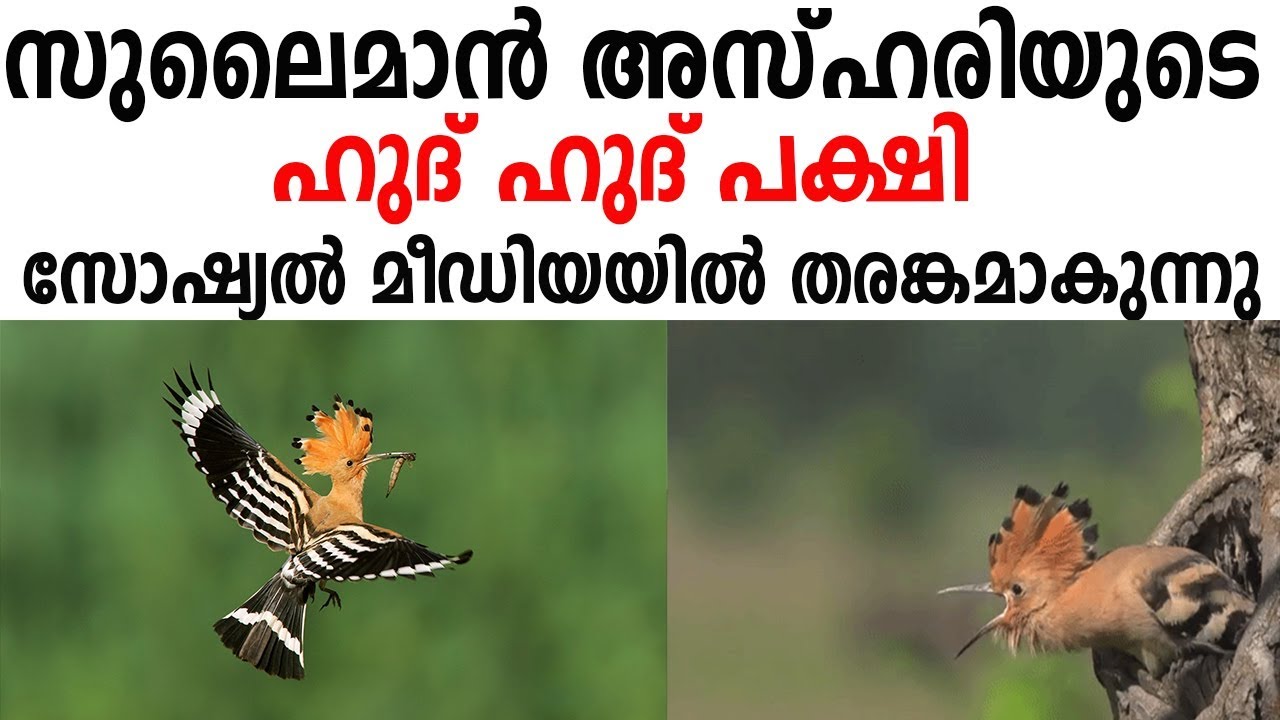  Birds In Islam 