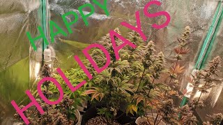 Growing Weed in the Basement S2 Episode 10:Quick Update, New Grow, Happy Holidays
